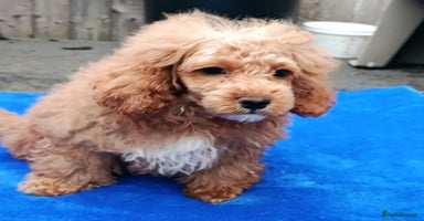 Toy Poodle dogs - Advert 2