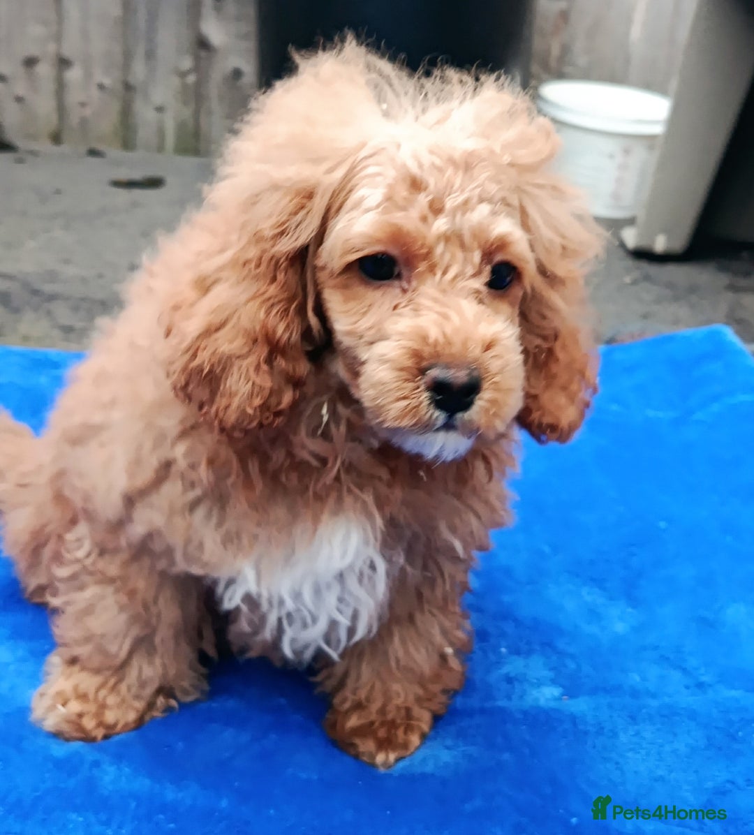 Toy Poodle dogs for sale: STUNNING TOY POODLES KC REG HEALTH TESTED  - Image 2