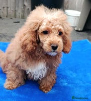 Toy Poodle dogs - Advert 1
