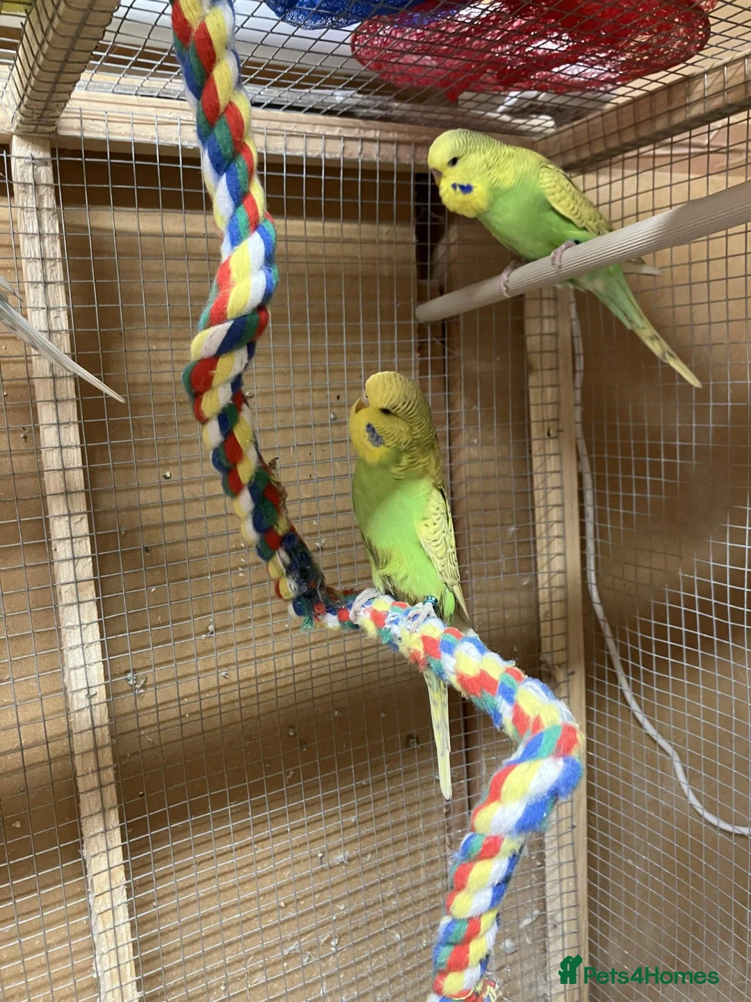 Budgerigars birds for sale: Colour and exhibition Budgies for sale - Advert 2