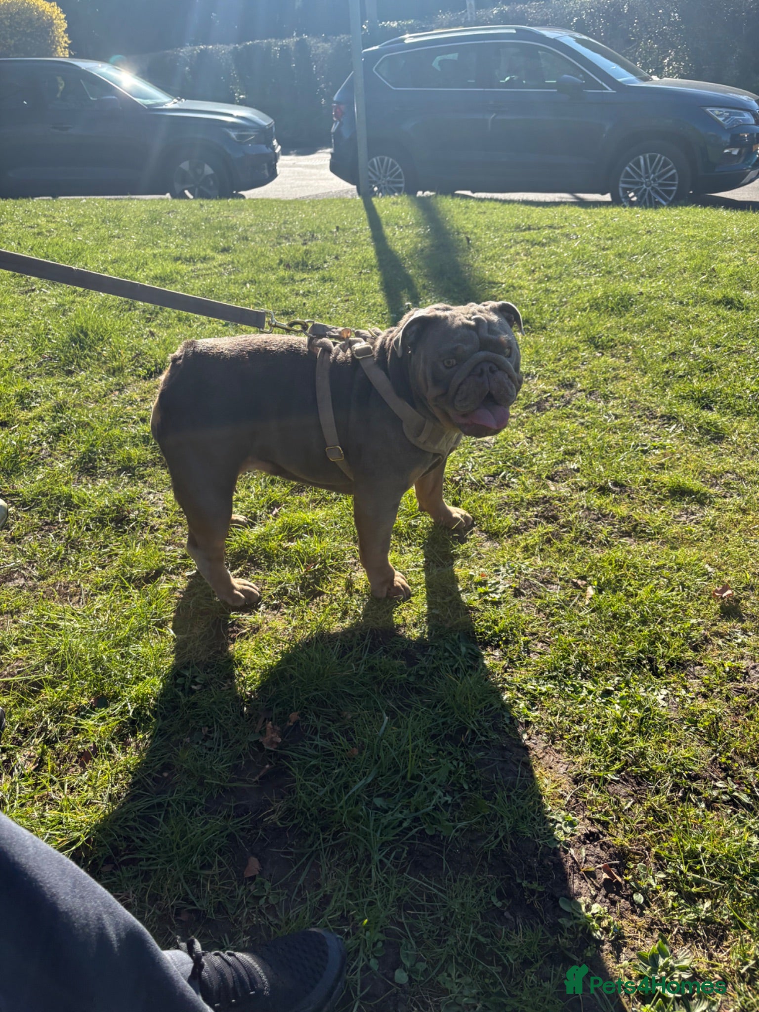 English Bulldog dogs English Bulldog Puppies - Advert 2