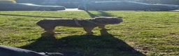 English Bulldog dogs for sale: English Bulldog Puppies - Advert 2