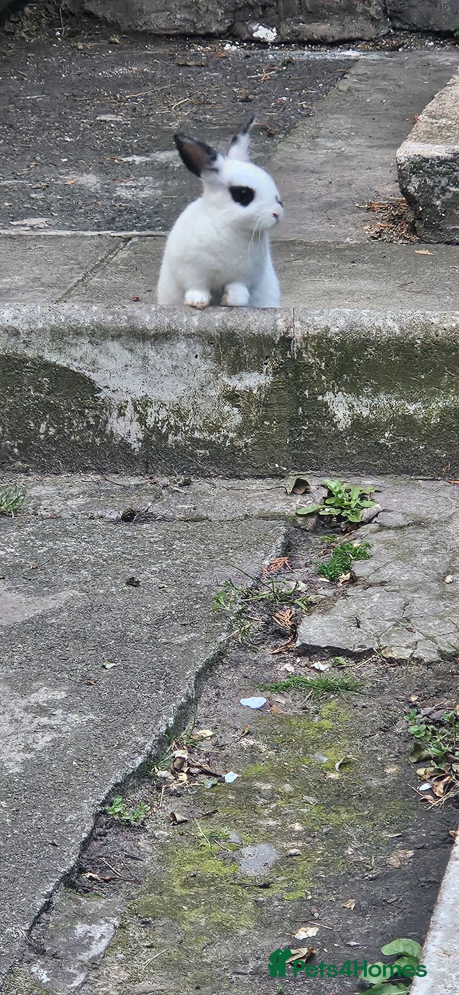 Mixed Breed rabbits They are mix Rex and Dutch  - Advert 14