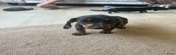 Miniature Dachshund dogs for sale: Miniature  dachshund - Advert 4