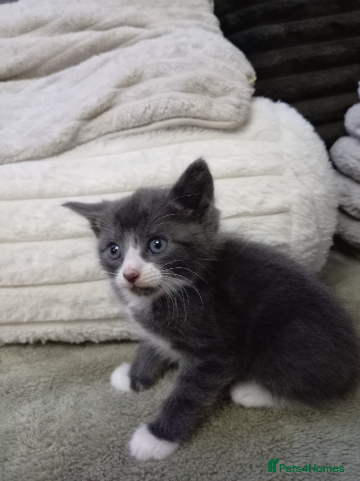 Mixed Breed cats for sale: Gorgeous grey white kitten - Advert 3