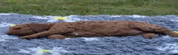 Cavapoo dogs for sale: Cavapoo Puppies Born to Steal Hearts - Advert 8