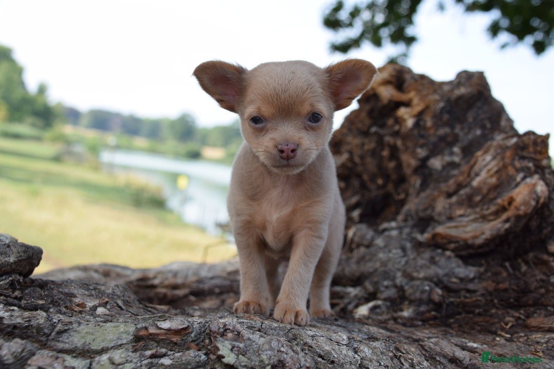 Chihuahua dogs for sale: Last Pup left! Ready for his new home!  - Image 22