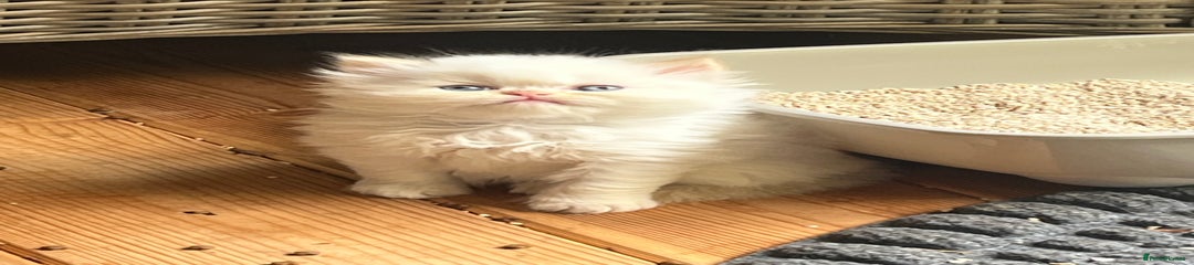 Persian Kitten 2