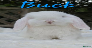Mini Lop rabbits - Advert 5