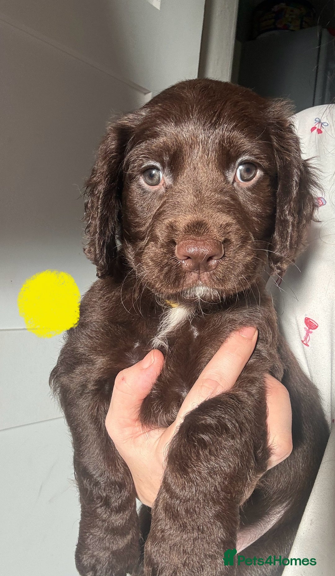Sprocker dogs for sale: Chocolate Chunky sprocker puppies  - Advert 5