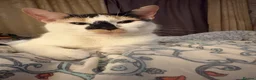 Domestic Shorthair cats for sale: 🐾 Two Little Beauties - Advert 4