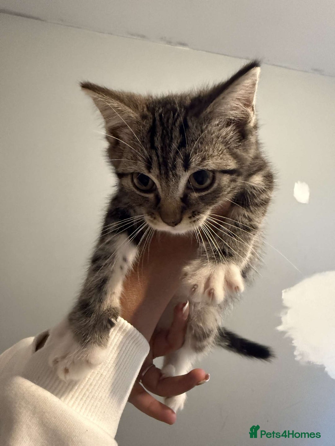Ragdoll cats for sale: Ragdoll x bengal //// bengal x tabby - Image 33