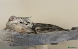 British Shorthair cats for sale: Beautiful British short haired males  - Image 3