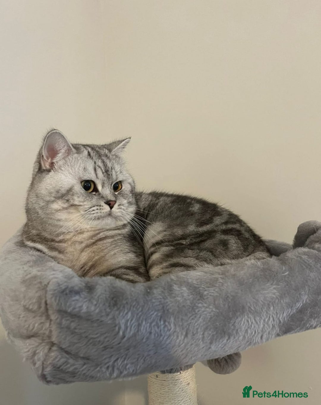 British Shorthair cats for sale: Beautiful British short haired males  - Image 3