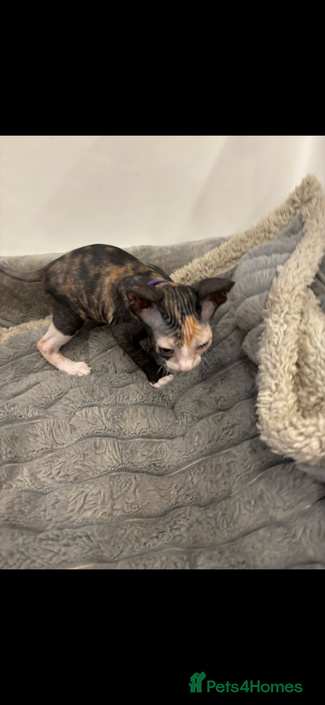 Sphynx cats for sale: Donskoy - Advert 25