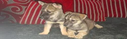Mixed Breed dogs for sale: Siberian husky + Rus A Pei - Advert 3