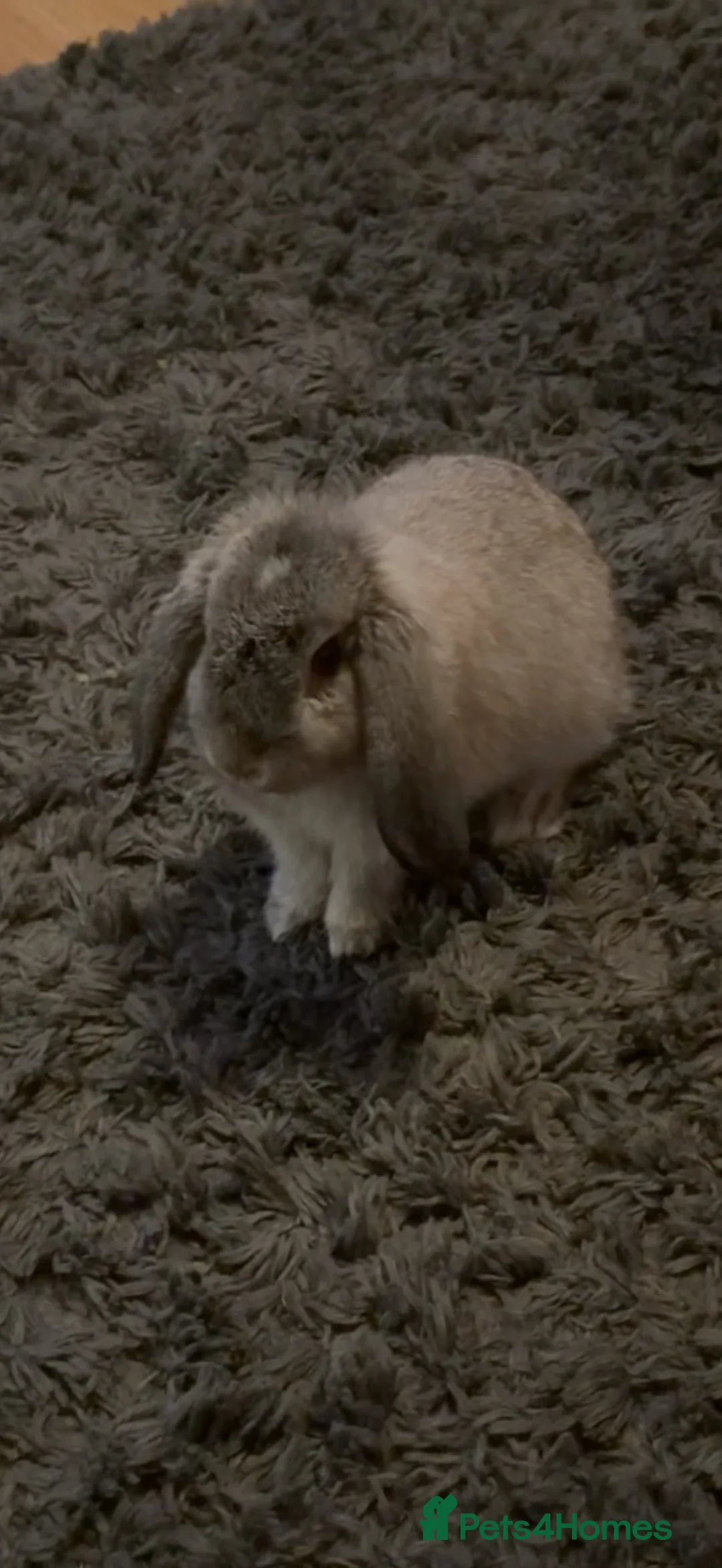 Mini Lop rabbits for sale: Mini lop  in Sheerness - Advert 3