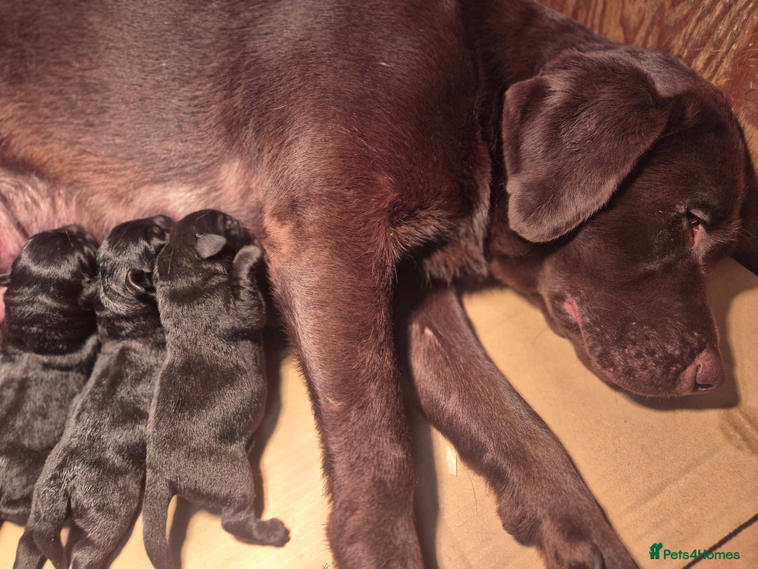 Labrador Retriever dogs for sale: High Quality Black Labrador Puppies - Image 16
