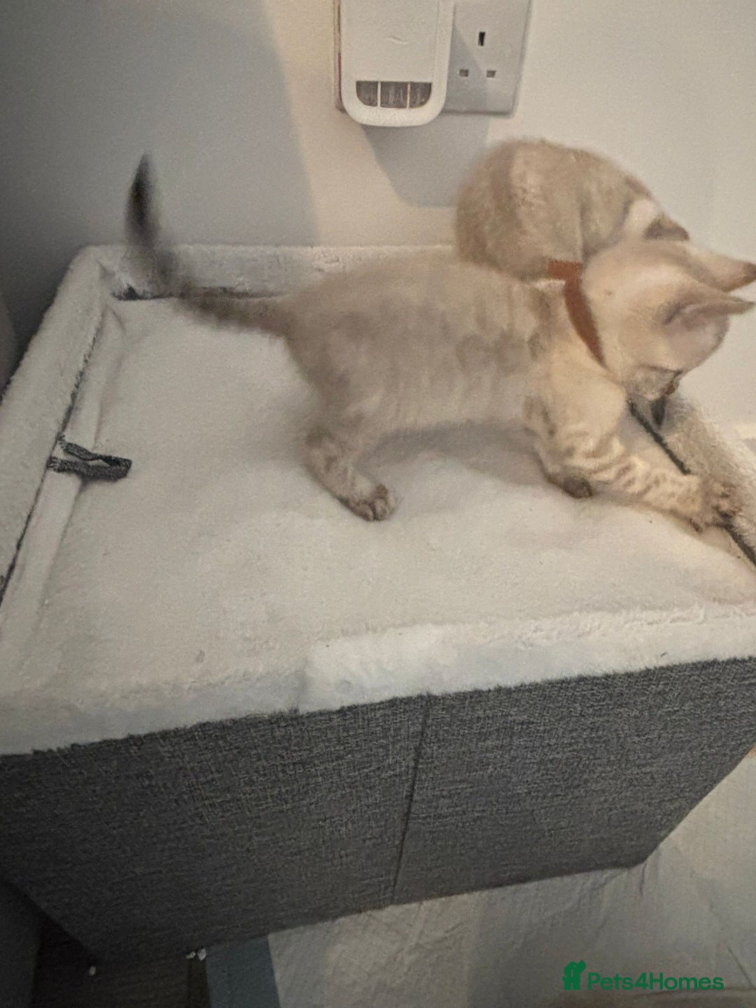 Bengal cats for sale: Platinum snow/minx leopard Bengal  - Image 2