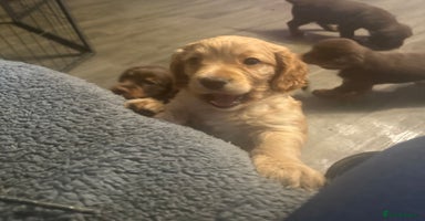 Cocker Spaniel dogs - Advert 16