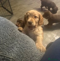 Cocker Spaniel dogs - Advert 16