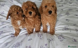 Mixed Breed dogs for sale: Westipoo ready  - Advert 1