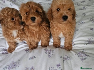 Mixed Breed dogs - Advert 32