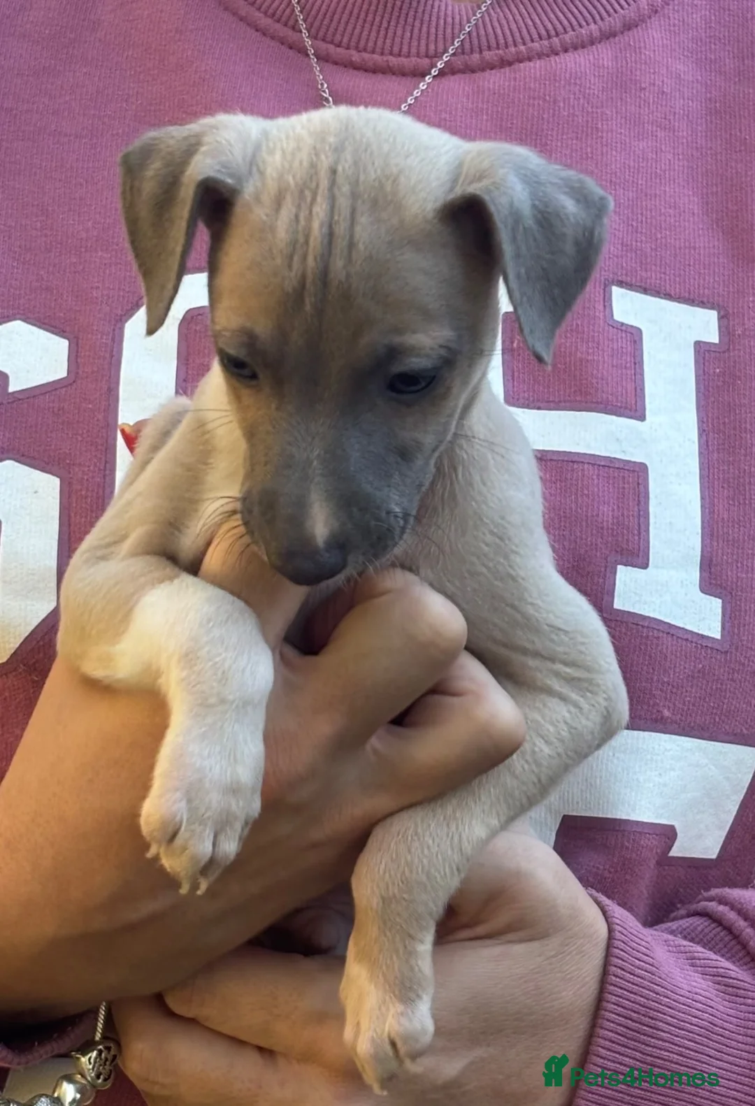 Mixed Breed dogs for sale: Italian greyhound x whippet in Redhill - Advert 4
