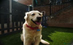 Golden Retriever dogs for stud: Stunning Golden Retriever for Stud –  meet Sammy - Image 18