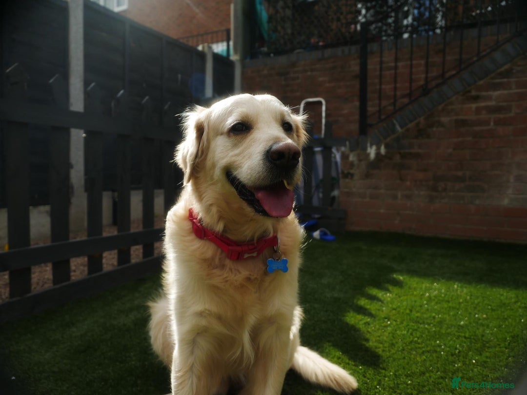 Golden Retriever dogs for stud: Stunning Golden Retriever for Stud –  meet Sammy - Image 18