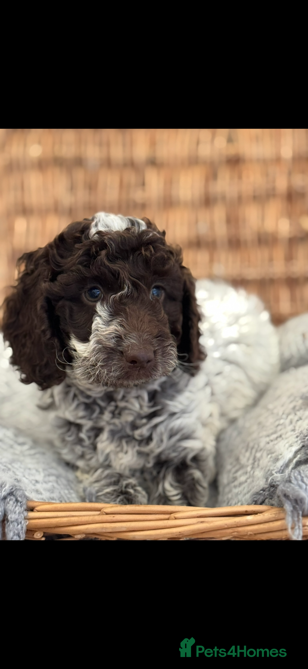 Cockapoo dogs for sale: Cockapoo puppies. Fully DNA tested.  - Image 14