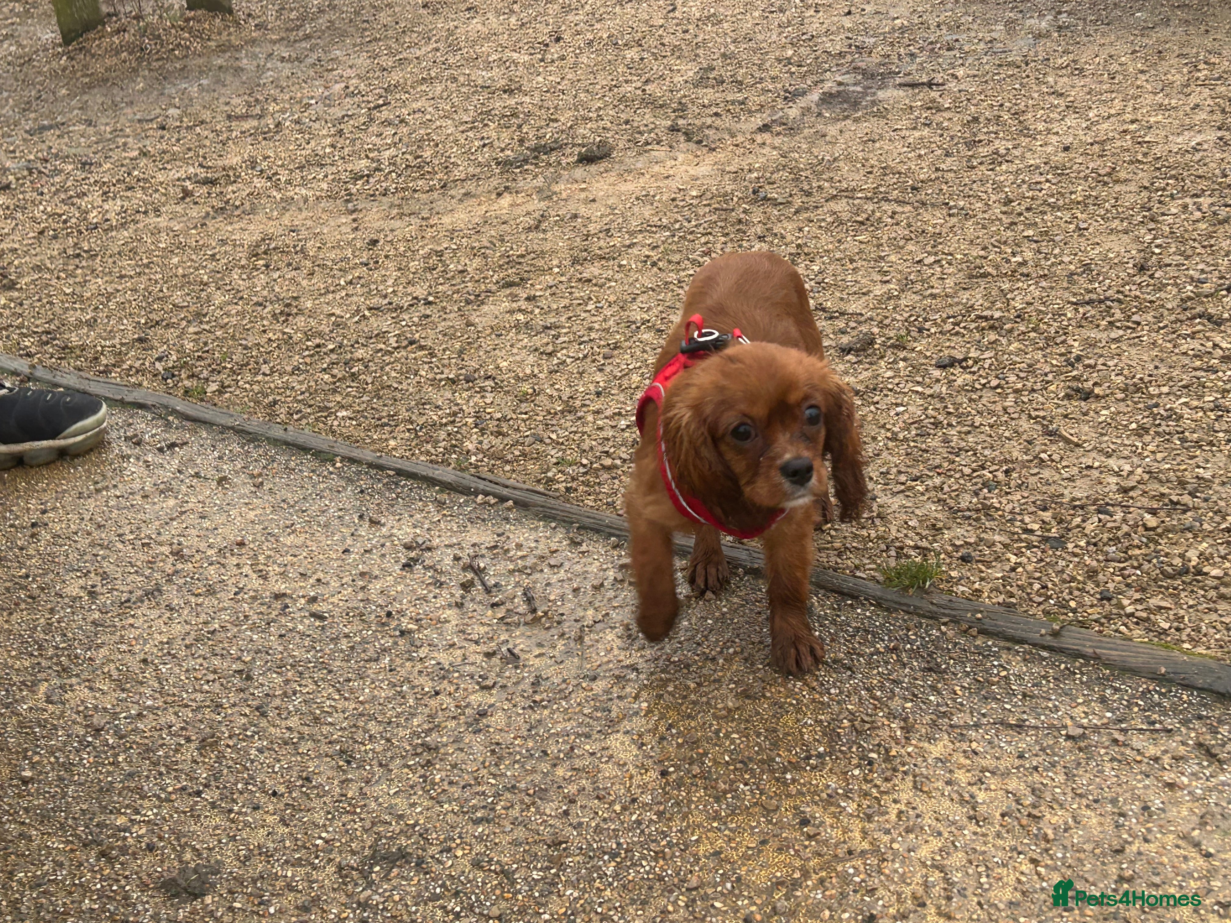 Cavalier King Charles Spaniel dogs 5 months old Ruby female fully vaccine - Advert 3