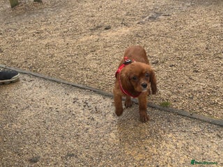 Cavalier King Charles Spaniel dogs 5 months old Ruby female fully vaccine - Advert 3