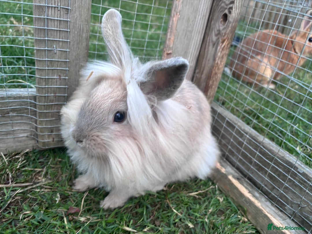 Mixed Breed rabbits for sale: Beautiful friendly baby rabbits  - Image 6
