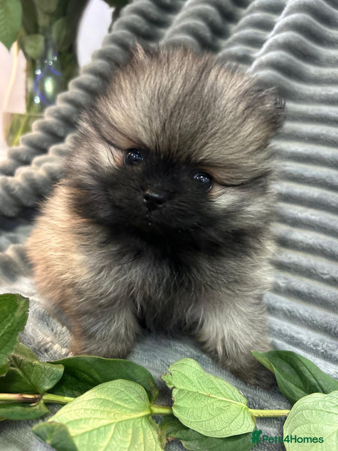 Pomeranian dogs for sale: Show quality tiny beautiful show stopper poms 💙🩷 - Advert 12