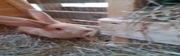 Continental Giant rabbits for sale: Beautiful Pure Continental Giant Babies - Advert 15