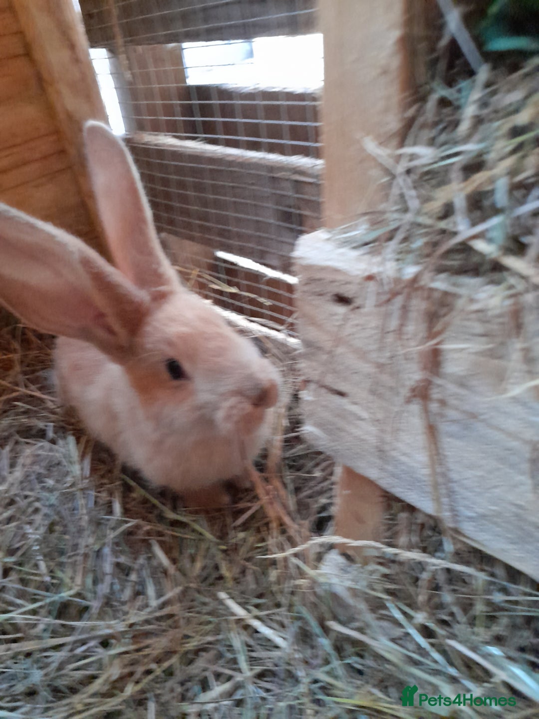 Continental Giant rabbits for sale: Beautiful Pure Continental Giant Babies - Advert 15