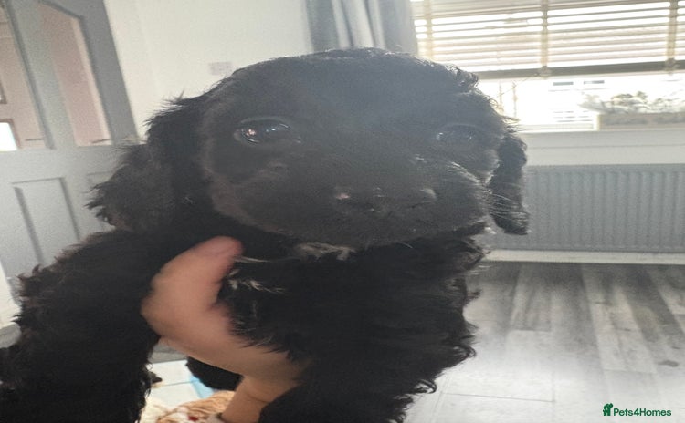 Sproodle dogs - Advert 10