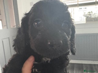 Sproodle dogs - Advert 9