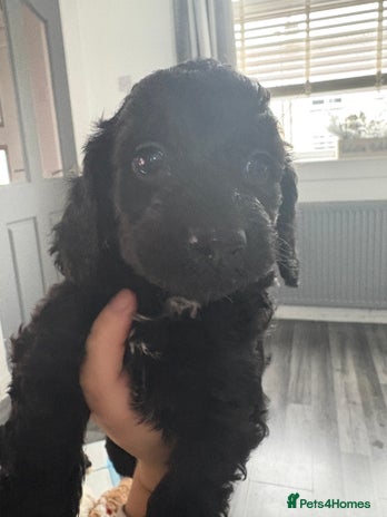 Sproodle dogs - Advert 1