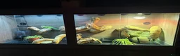 Iguana reptiles for sale: Green iguana 11 months old plus set up - Advert 3