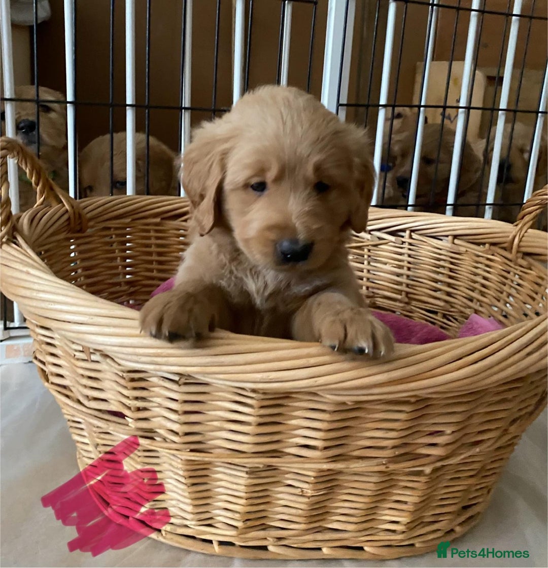 Goldendoodle dogs for sale: Golden doodle puppies ready 12th September  - Image 6