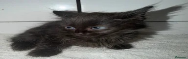 Ragdoll 1