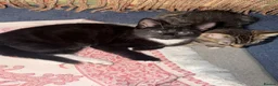 Mixed Breed cats for sale: Two Female Kittens – 8 Weeks Old - Advert 10