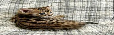 Bengal 2