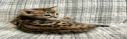 Bengal cats for sale: Beautiful Bengal Kittens  for sale  in Scarborough - Advert 3