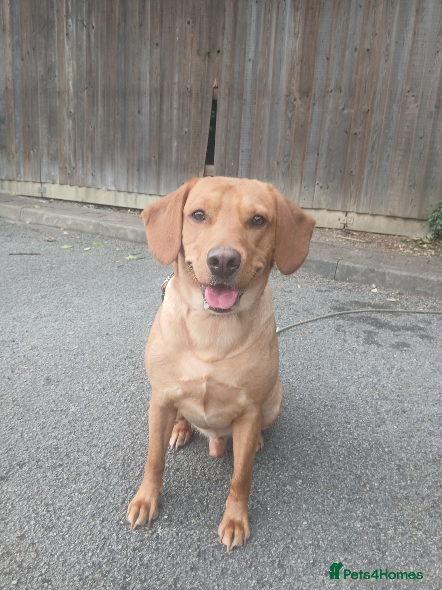 Labrador Retriever dogs Chunky nugget (nuggy)  - Advert 1