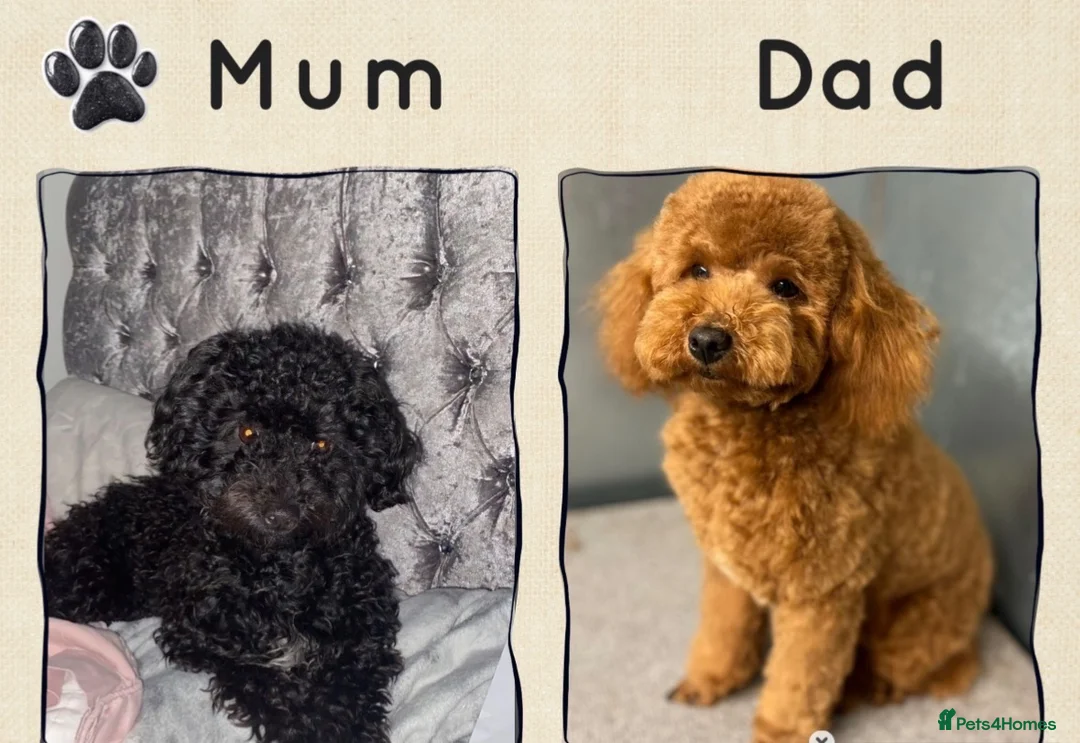 Poochon dogs for sale: Tiny Poochons for sale  - Advert 1