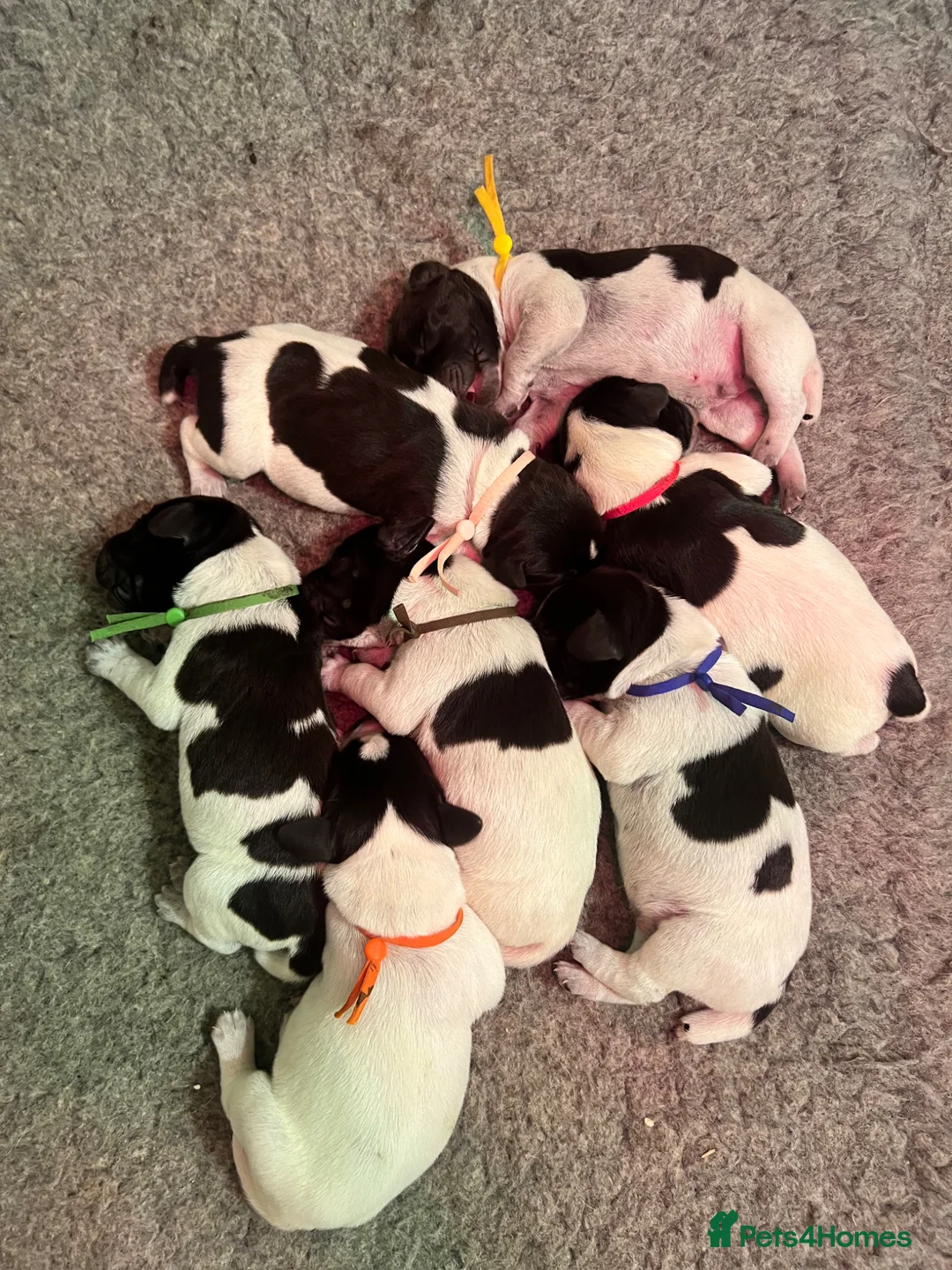 German Wirehaired Pointer dogs for sale: KC REGISTERED GWP’s - Advert 7