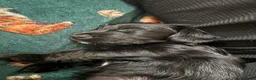 Mixed Breed dogs for sale: Gorgeous spaniel x Yorkshire terrier  - Advert 2